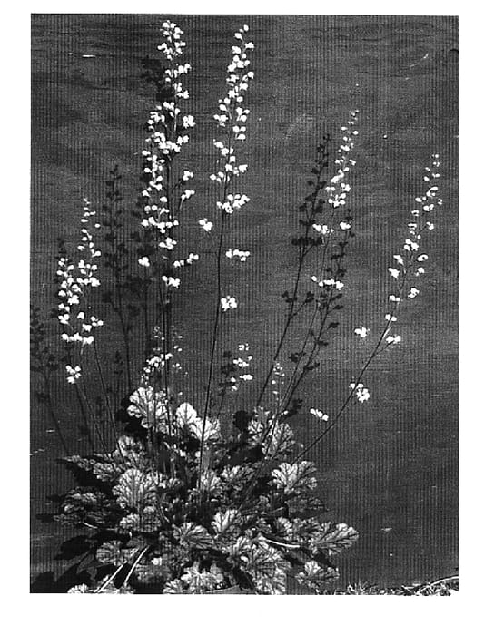 Figure 1 of US plant patent PP15320, the photograph of Hearts On Fire printed in the patent.