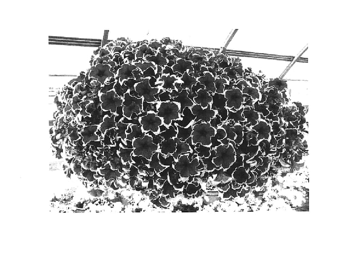 Figure 1 of US plant patent PP15321, the photograph of Wespequeen printed in the patent.