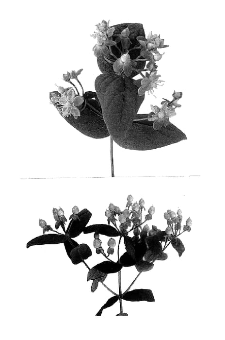 Figure 1 of US plant patent PP15322, the photograph of Curacao printed in the patent.