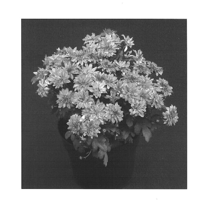 Figure 1 of US plant patent PP15323, the photograph of Zesty Yovictoria printed in the patent.