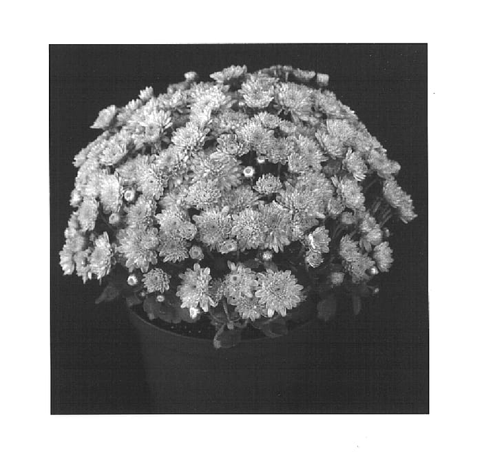 Figure 1 of US plant patent PP15324, the photograph of Festive Yoursula printed in the patent.