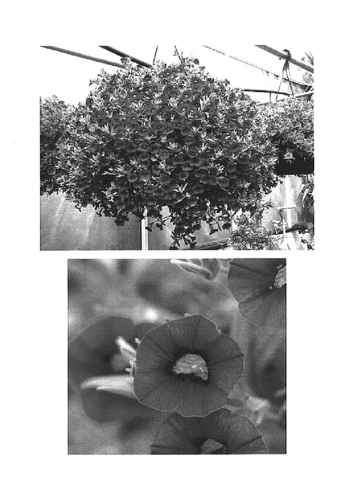 Figure 1 of US plant patent PP15325, the photograph of Wescacherryno printed in the patent.
