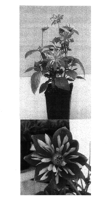 Figure 1 of US plant patent PP15326, the photograph of Balnovburs printed in the patent.