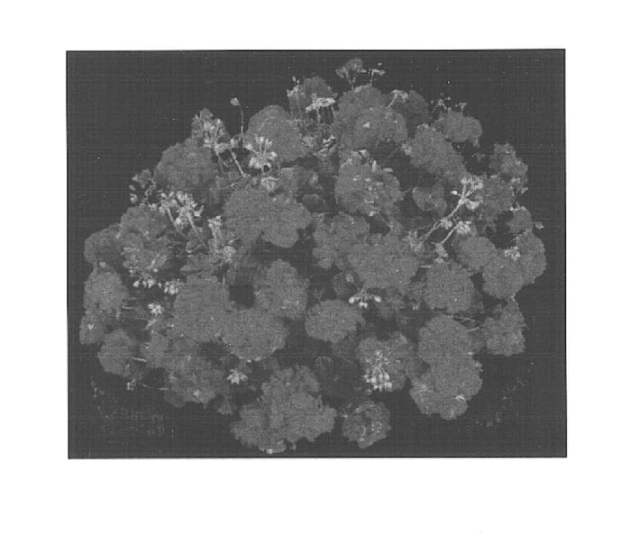Figure 1 of US plant patent PP15327, the photograph of KLEP02102 printed in the patent.