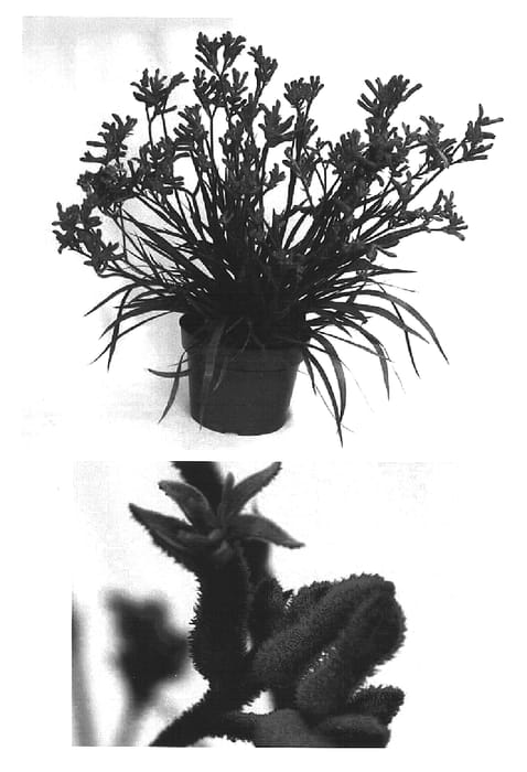 Figure 1 of US plant patent PP15328, the photograph of Bush Spark printed in the patent.