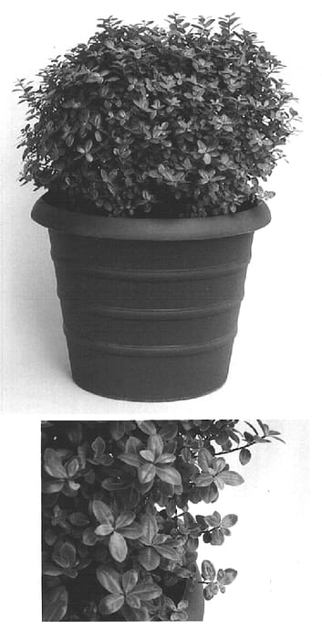 Figure 1 of US plant patent PP15329, the photograph of Golf Ball printed in the patent.