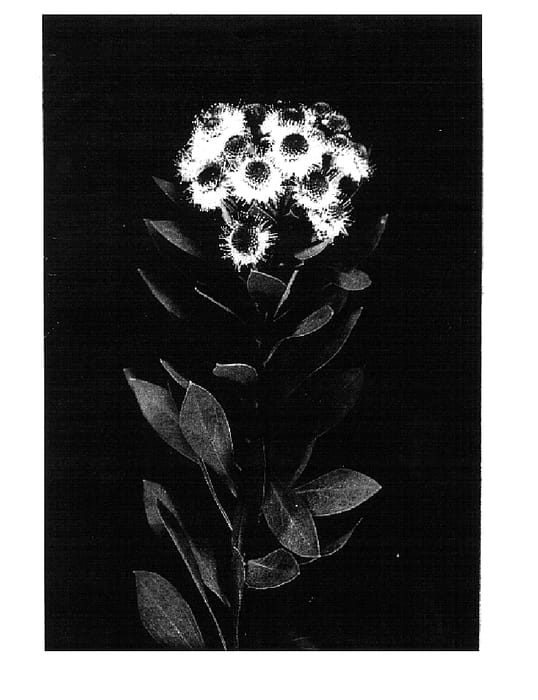 Figure 1 of US plant patent PP15330, the photograph of His Eye Ball printed in the patent.