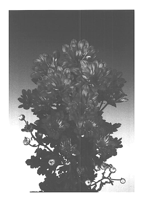 Figure 1 of US plant patent PP15331, the photograph of Balsas printed in the patent.