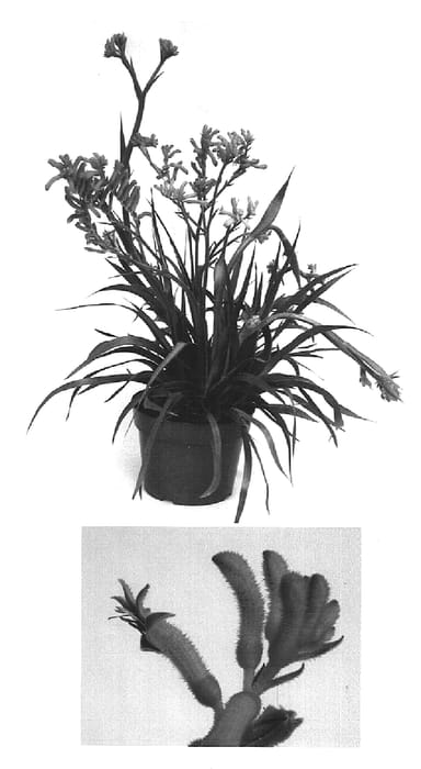 Figure 1 of US plant patent PP15332, the photograph of Bush Inferno printed in the patent.