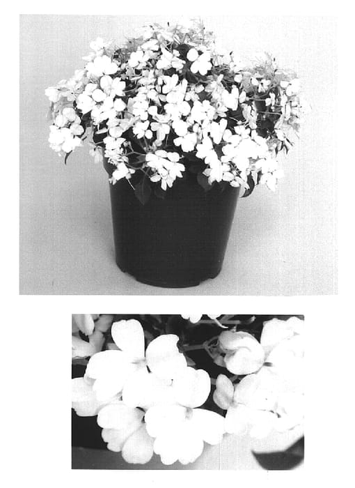 Figure 1 of US plant patent PP15333, the photograph of Bodlizwhi printed in the patent.
