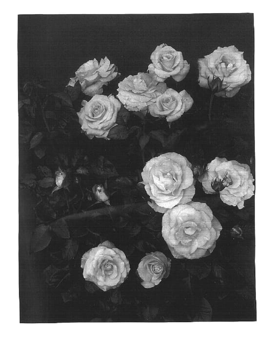 Figure 1 of US plant patent PP15334, the photograph of FRYcentury printed in the patent.