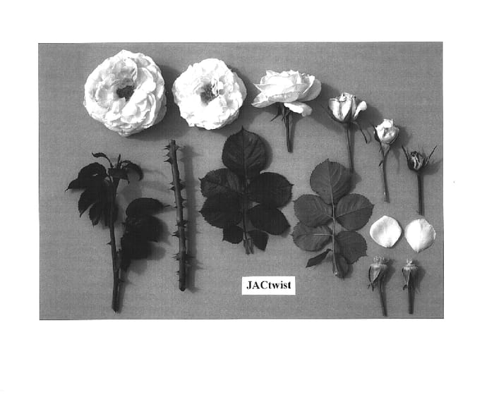 Figure 1 of US plant patent PP15335, the photograph of JACtwist printed in the patent.