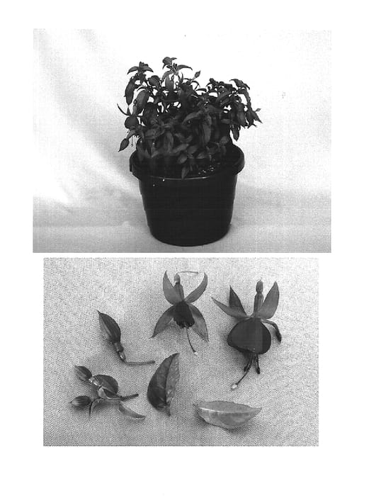 Figure 1 of US plant patent PP15336, the photograph of Kiefuwipp printed in the patent.
