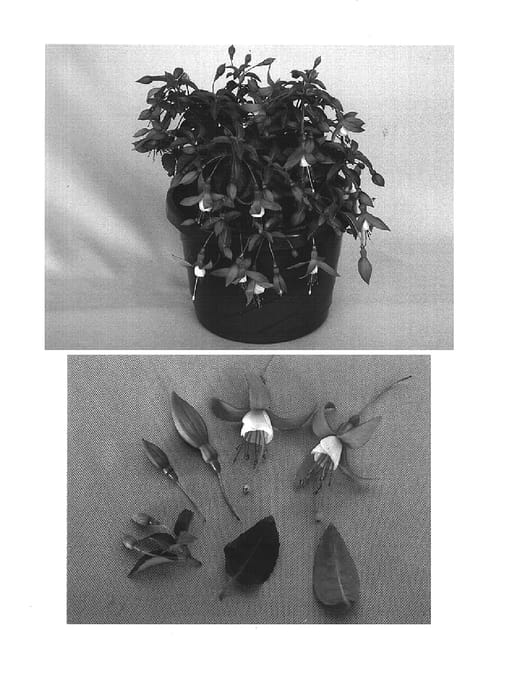 Figure 1 of US plant patent PP15337, the photograph of Kiefuwind printed in the patent.