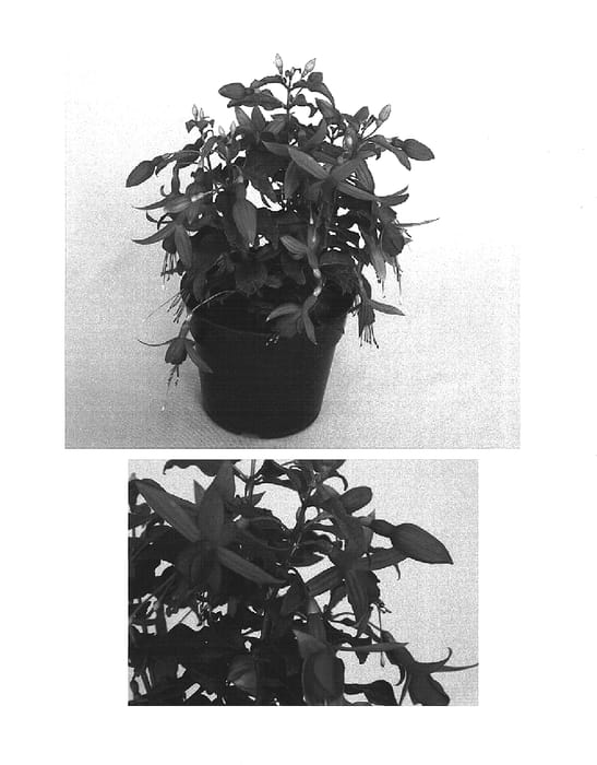 Figure 1 of US plant patent PP15338, the photograph of Kiecandipu printed in the patent.