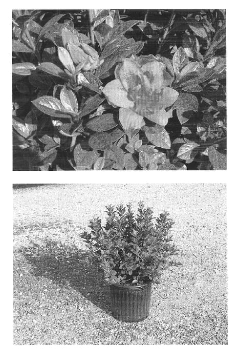Figure 1 of US plant patent PP15339, the photograph of Roblec printed in the patent.