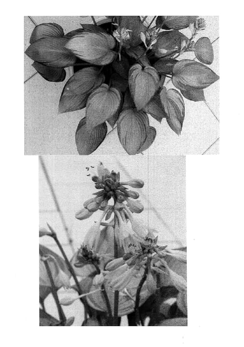 Figure 1 of US plant patent PP15340, the photograph of June Fever printed in the patent.