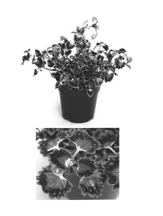 Figure 1 of US plant patent PP15341, the photograph of Kakegawa CE3 printed in the patent.