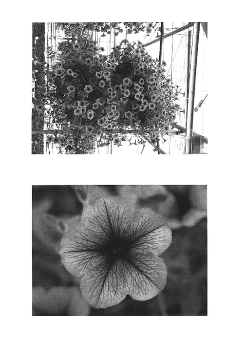 Figure 1 of US plant patent PP15342, the photograph of Wespecapur printed in the patent.