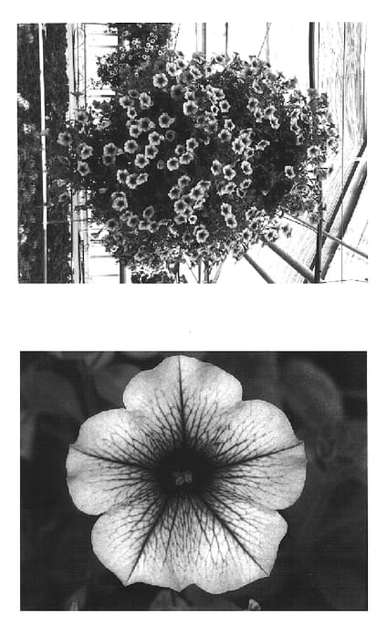 Figure 1 of US plant patent PP15343, the photograph of Wespecapink printed in the patent.