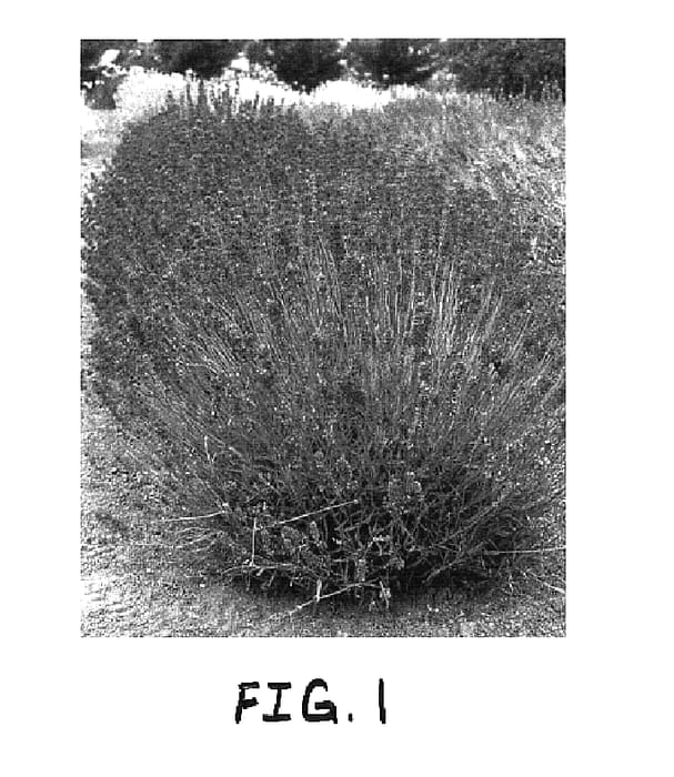 Figure 1 of US plant patent PP15344, the photograph of Lavang 21 printed in the patent.