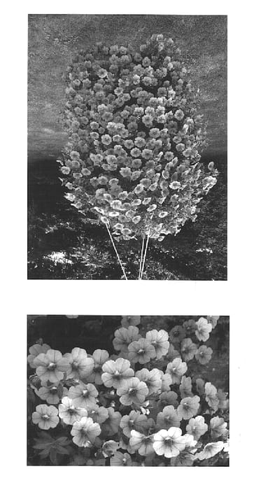 Figure 1 of US plant patent PP15345, the photograph of Wescaice printed in the patent.