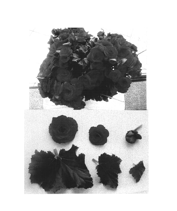 Figure 1 of US plant patent PP15346, the photograph of Belaro printed in the patent.