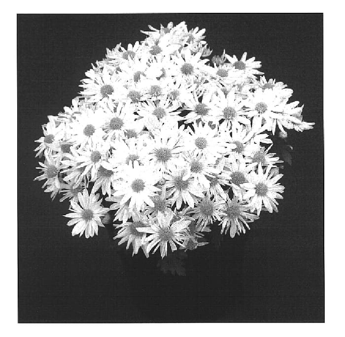 Figure 1 of US plant patent PP15347, the photograph of Sunny Yocamille printed in the patent.