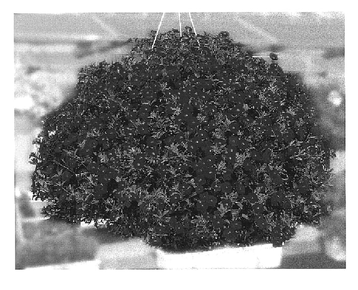 Figure 1 of US plant patent PP15348, the photograph of KLEC02072 printed in the patent.