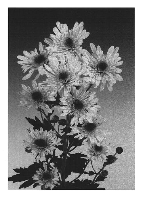 Figure 1 of US plant patent PP15349, the photograph of Shining printed in the patent.