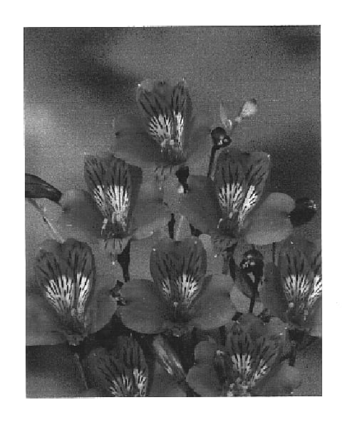 Figure 1 of US plant patent PP15350, the photograph of Zalsasea printed in the patent.