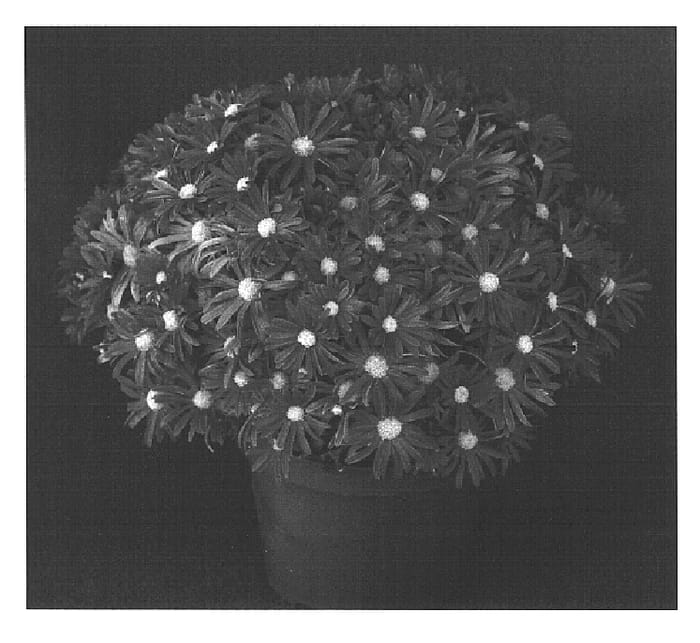 Figure 1 of US plant patent PP15351, the photograph of Foxy Yonatasha printed in the patent.