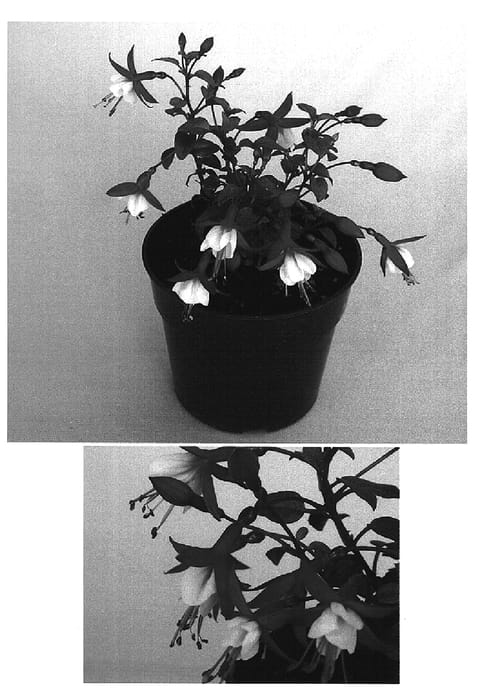 Figure 1 of US plant patent PP15352, the photograph of Kiefudich printed in the patent.