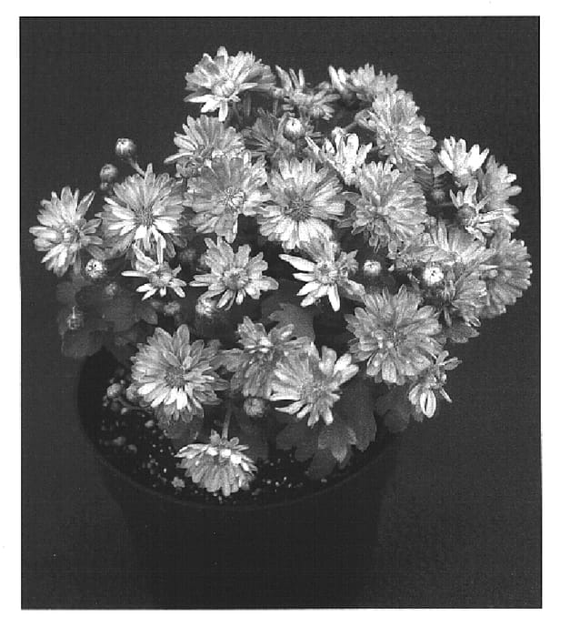 Figure 1 of US plant patent PP15353, the photograph of Yocarmella printed in the patent.