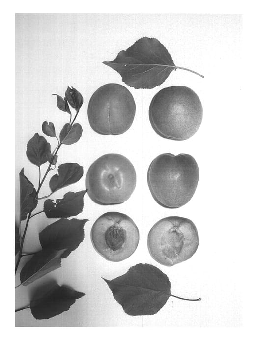 Figure 1 of US plant patent PP15354, the photograph of Goldenblush printed in the patent.