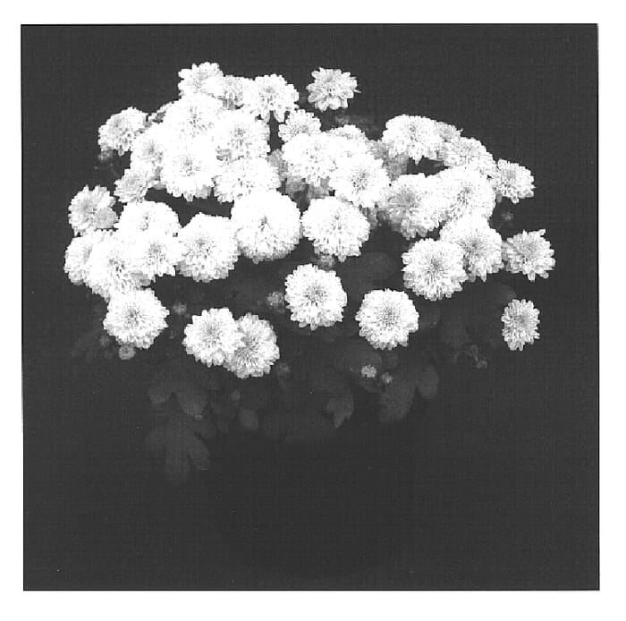 Figure 1 of US plant patent PP15355, the photograph of Sunny Yobianca printed in the patent.