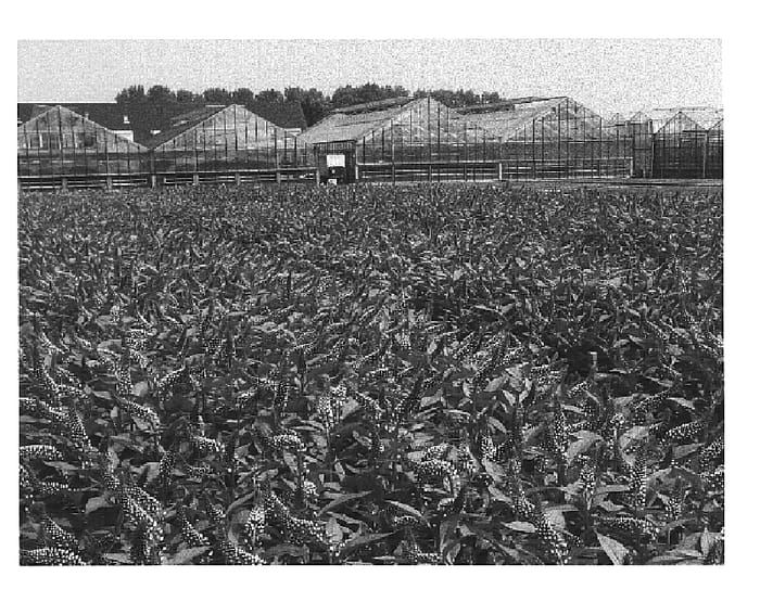 Figure 1 of US plant patent PP15356, the photograph of Jumbo printed in the patent.
