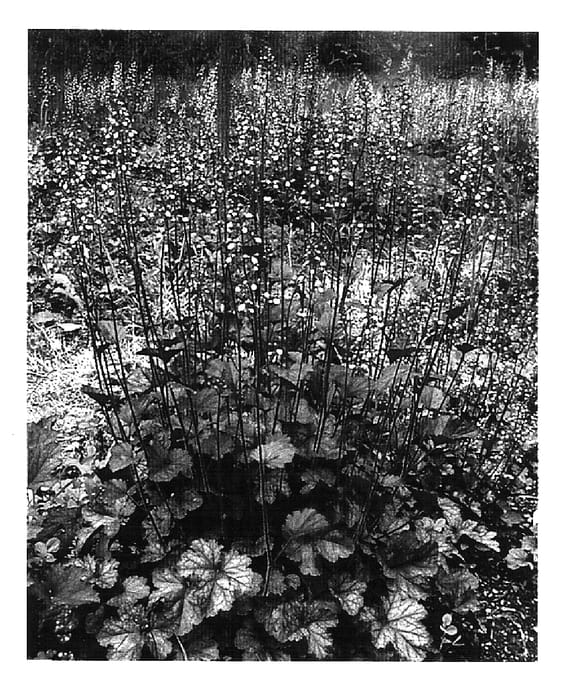 Figure 1 of US plant patent PP15357, the photograph of Shenandoah Mountain printed in the patent.
