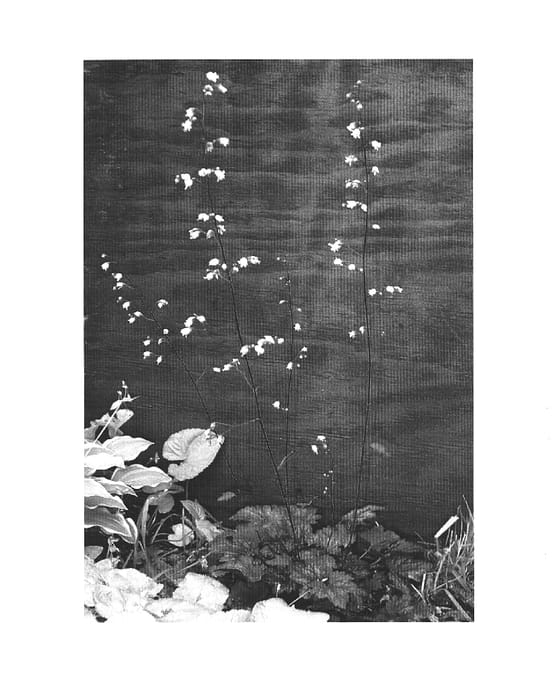 Figure 1 of US plant patent PP15358, the photograph of Midnight Burgundy printed in the patent.