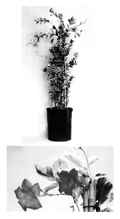 Figure 1 of US plant patent PP15359, the photograph of Monproud printed in the patent.
