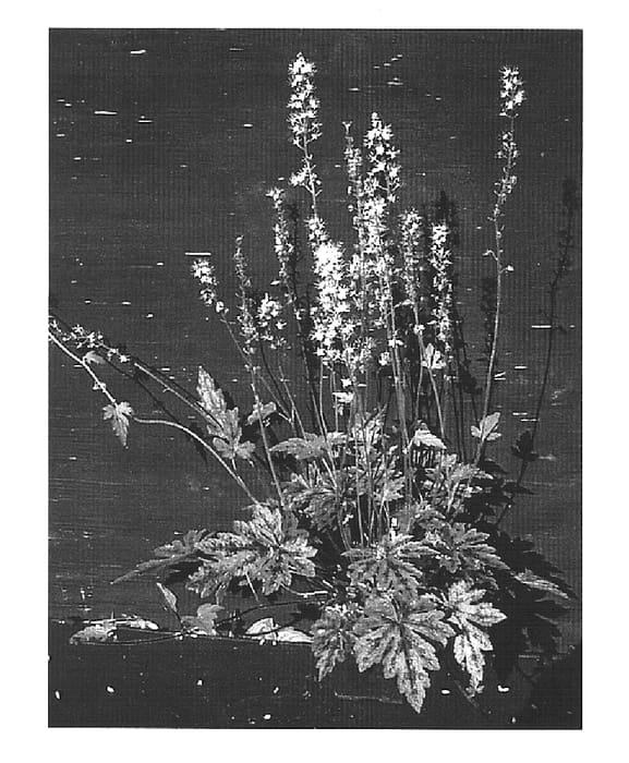 Figure 1 of US plant patent PP15360, the photograph of Running Tiger printed in the patent.