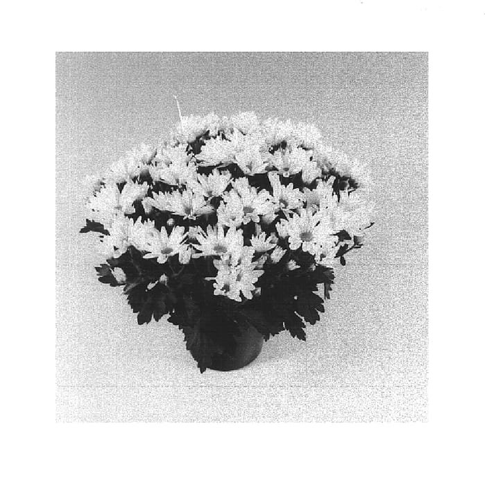 Figure 1 of US plant patent PP15361, the photograph of Mega Time Pure White printed in the patent.