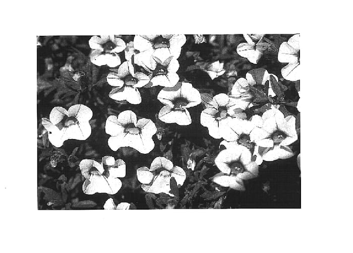 Figure 1 of US plant patent PP15362, the photograph of KLEC02064 printed in the patent.