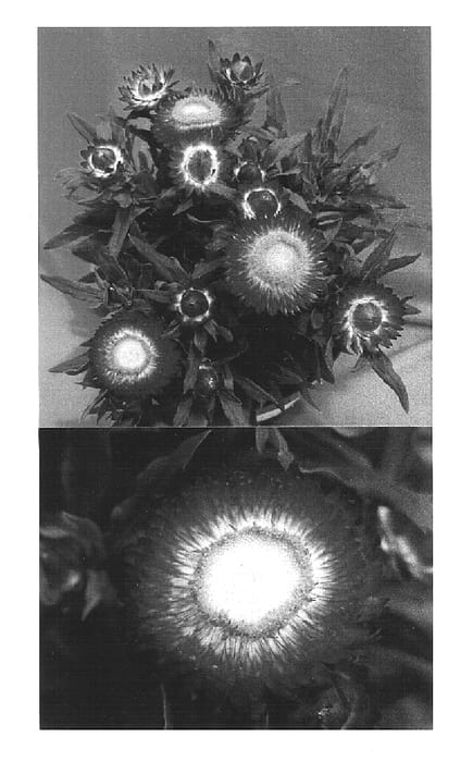 Figure 1 of US plant patent PP15363, the photograph of Redbramag printed in the patent.