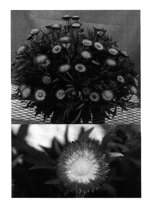 Figure 1 of US plant patent PP15364, the photograph of Redbrared printed in the patent.
