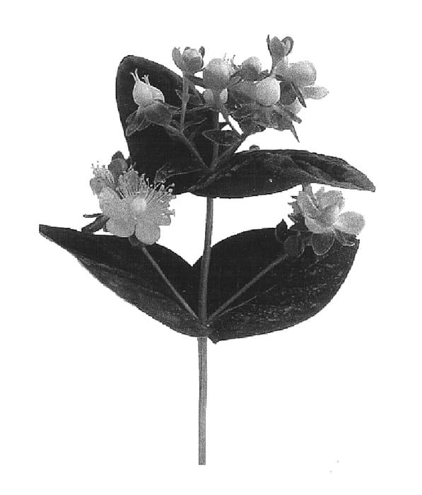 Figure 1 of US plant patent PP15365, the photograph of Bonaire printed in the patent.