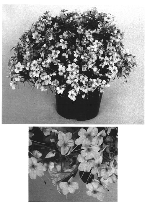 Figure 1 of US plant patent PP15366, the photograph of Bodlizpin printed in the patent.