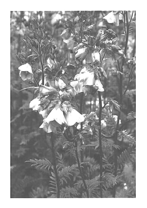 Figure 1 of US plant patent PP15367, the photograph of Polbress printed in the patent.
