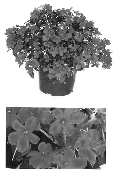 Figure 1 of US plant patent PP15368, the photograph of Bodlizorg printed in the patent.