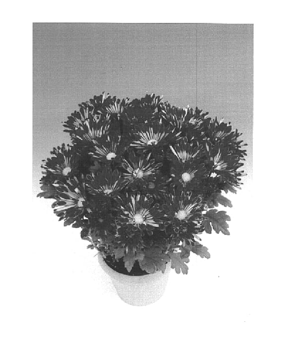 Figure 1 of US plant patent PP15369, the photograph of Steps printed in the patent.